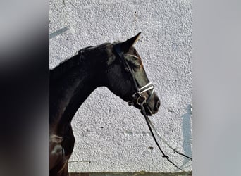 Caballo de deporte alemán, Yegua, 5 años, 164 cm, Negro