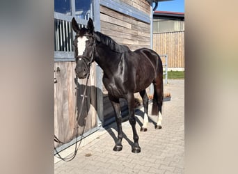 Caballo de deporte alemán, Yegua, 5 años, 164 cm, Negro