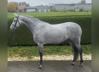 Caballo de deporte alemán, Yegua, 5 años, 164 cm, Tordo rodado