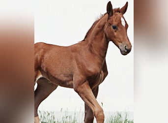 Caballo de deporte alemán, Yegua, 5 años, 165 cm, Alazán