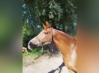 Caballo de deporte alemán, Yegua, 5 años, 165 cm, Alazán