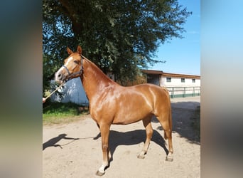 Caballo de deporte alemán, Yegua, 5 años, 165 cm, Alazán