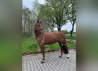 Caballo de deporte alemán, Yegua, 5 años, 165 cm, Alazán-tostado