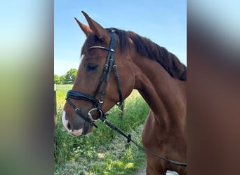 Caballo de deporte alemán, Yegua, 5 años, 165 cm, Alazán-tostado