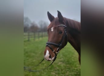 Caballo de deporte alemán, Yegua, 5 años, 165 cm, Alazán-tostado