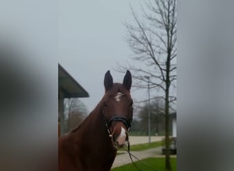 Caballo de deporte alemán, Yegua, 5 años, 165 cm, Alazán-tostado