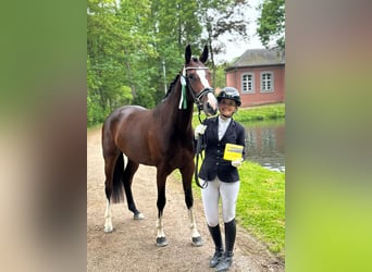 Caballo de deporte alemán, Yegua, 5 años, 165 cm, Castaño