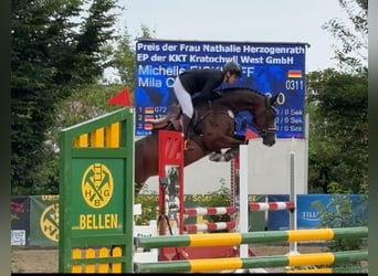 Caballo de deporte alemán, Yegua, 5 años, 165 cm, Castaño