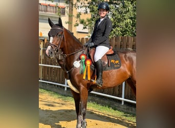 Caballo de deporte alemán, Yegua, 5 años, 165 cm, Castaño