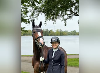 Caballo de deporte alemán, Yegua, 5 años, 165 cm, Castaño