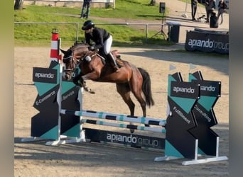 Caballo de deporte alemán, Yegua, 5 años, 165 cm, Castaño