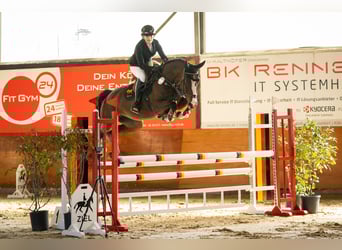 Caballo de deporte alemán, Yegua, 5 años, 165 cm, Castaño
