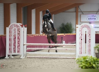 Caballo de deporte alemán, Yegua, 5 años, 165 cm, Castaño