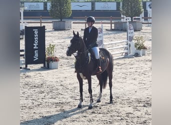 Caballo de deporte alemán, Yegua, 5 años, 165 cm, Castaño