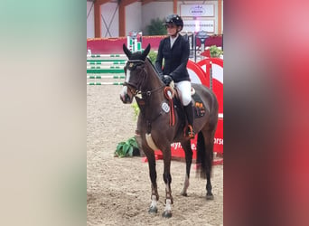 Caballo de deporte alemán, Yegua, 5 años, 165 cm, Castaño