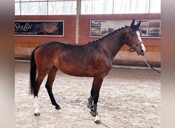 Caballo de deporte alemán, Yegua, 5 años, 165 cm, Castaño