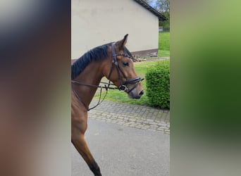 Caballo de deporte alemán, Yegua, 5 años, 165 cm, Castaño