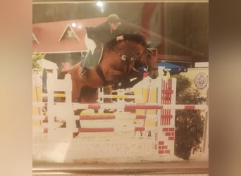 Caballo de deporte alemán, Yegua, 5 años, 165 cm, Castaño