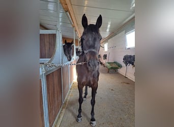 Caballo de deporte alemán, Yegua, 5 años, 165 cm, Castaño oscuro