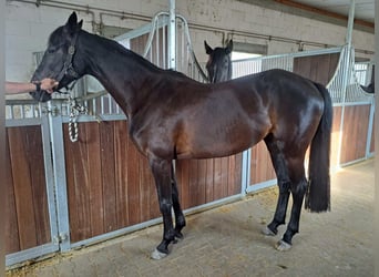 Caballo de deporte alemán, Yegua, 5 años, 165 cm, Castaño oscuro