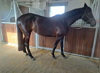 Caballo de deporte alemán, Yegua, 5 años, 165 cm, Castaño oscuro