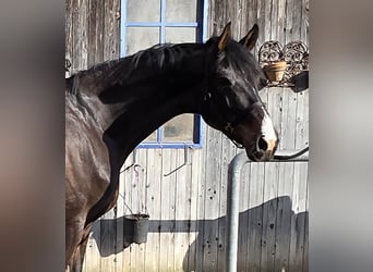 Caballo de deporte alemán, Yegua, 5 años, 165 cm, Castaño oscuro