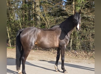 Caballo de deporte alemán, Yegua, 5 años, 165 cm, Castaño oscuro