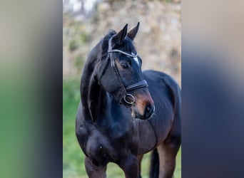 Caballo de deporte alemán, Yegua, 5 años, 165 cm, Castaño oscuro