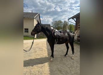 Caballo de deporte alemán, Yegua, 5 años, 165 cm, Morcillo