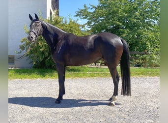 Caballo de deporte alemán, Yegua, 5 años, 165 cm, Negro