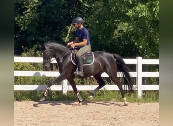 Caballo de deporte alemán, Yegua, 5 años, 165 cm, Negro