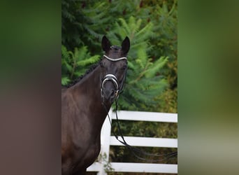 Caballo de deporte alemán, Yegua, 5 años, 165 cm, Negro