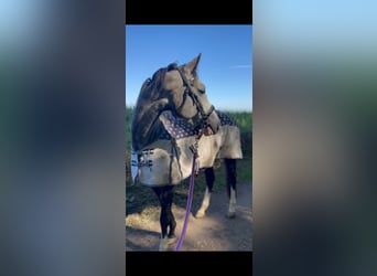 Caballo de deporte alemán, Yegua, 5 años, 165 cm, Tordillo negro