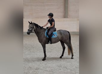 Caballo de deporte alemán, Yegua, 5 años, 165 cm, Tordo
