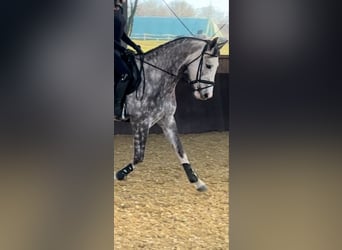 Caballo de deporte alemán, Yegua, 5 años, 165 cm, Tordo rodado