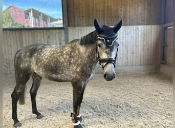 Caballo de deporte alemán, Yegua, 5 años, 165 cm, Tordo rodado