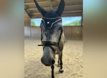 Caballo de deporte alemán, Yegua, 5 años, 165 cm, Tordo rodado