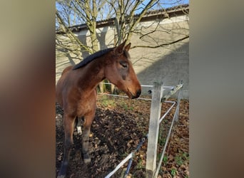 Caballo de deporte alemán, Yegua, 5 años, 166 cm, Castaño