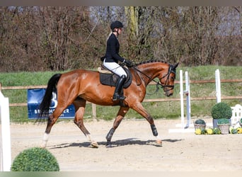 Caballo de deporte alemán, Yegua, 5 años, 166 cm, Castaño