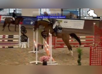 Caballo de deporte alemán, Yegua, 5 años, 166 cm, Castaño