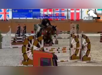 Caballo de deporte alemán, Yegua, 5 años, 166 cm, Castaño