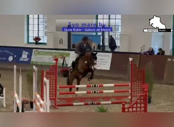 Caballo de deporte alemán, Yegua, 5 años, 166 cm, Castaño