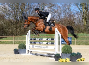 Caballo de deporte alemán, Yegua, 5 años, 166 cm, Castaño