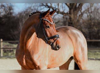 Caballo de deporte alemán, Yegua, 5 años, 166 cm, Castaño