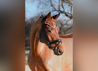 Caballo de deporte alemán, Yegua, 5 años, 166 cm, Castaño