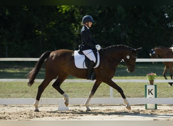 Caballo de deporte alemán, Yegua, 5 años, 166 cm, Castaño oscuro