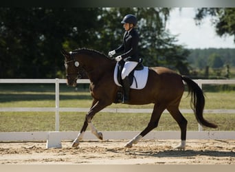 Caballo de deporte alemán, Yegua, 5 años, 166 cm, Castaño oscuro