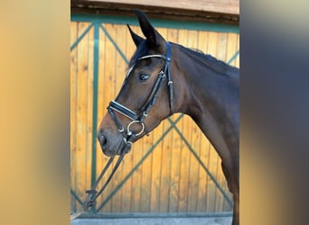 Caballo de deporte alemán, Yegua, 5 años, 166 cm, Castaño oscuro