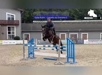 Caballo de deporte alemán, Yegua, 5 años, 166 cm, Castaño oscuro