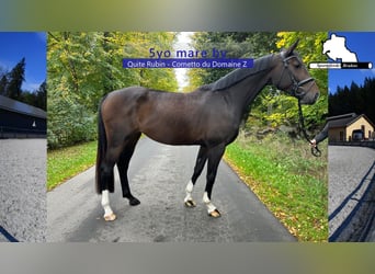 Caballo de deporte alemán, Yegua, 5 años, 166 cm, Castaño oscuro